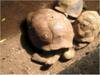 Mauritius 100 Years Tortoises