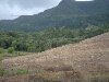 Mauritius Banana Trees