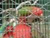 Mauritius Blue and Yellow Macaw