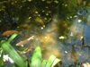 Mauritius Fish Ponds Riviere des Anguilles