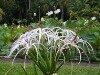 Mauritius Flowers in Pamplemousses