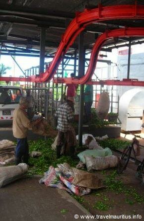 Mauritius Bois Cheri Tea Factory