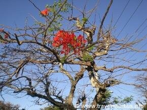 Mauritius Flamboyant