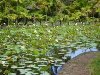 Mauritius Lotus Pond