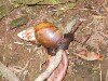 Mauritian Snail Images