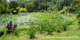 Mauritius Eco Tourism