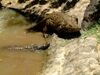 Mauritius Nile Crocodile