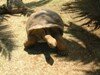 Crocodile Park Mauritius Radiatas Madagascar Tortoise