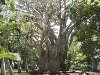 Mauritius Sacred Fig Tree