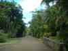 Mauritius Talipot Palms