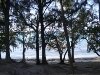 Mauritius Grand Bay Filaos Trees