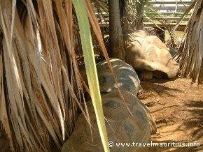 Mauritius Aldabras Seychelles Tortoise