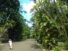 Mauritius Baobab