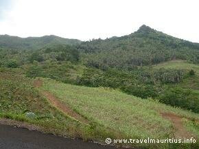 Mauritius Black Sugar Cane
