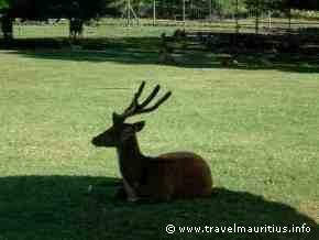 Mauritius Deer
