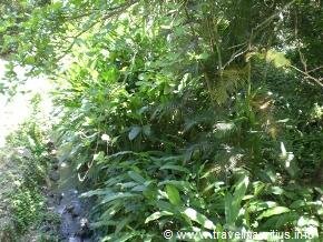 Mauritius Dense Vegetation