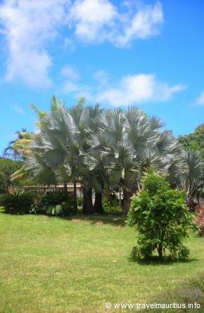 Mauritius Le Saint Aubin