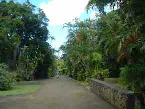 Mauritius Talipot Palms
