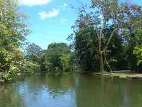 Mauritius Victoria Amazonica